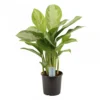 Aglaonema Silver Bay, In 17cm-pot