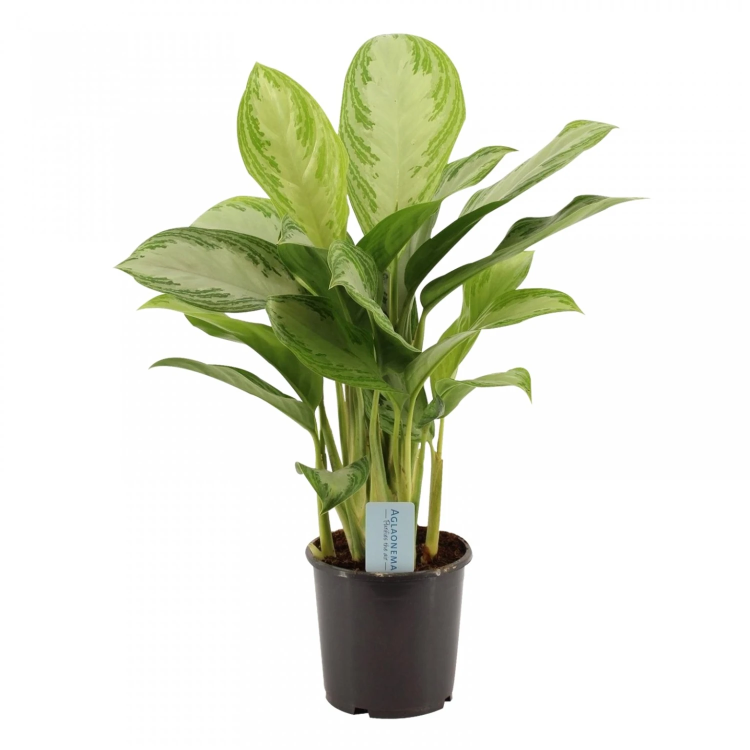 Aglaonema Silver Bay, In 17cm-pot 1 Aglaonema Silver Bay, In 17cm-pot
