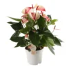 Anthurium Mistique, In 17cm-pot
