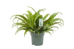 Asplenium Osaka, In 30cm-pot