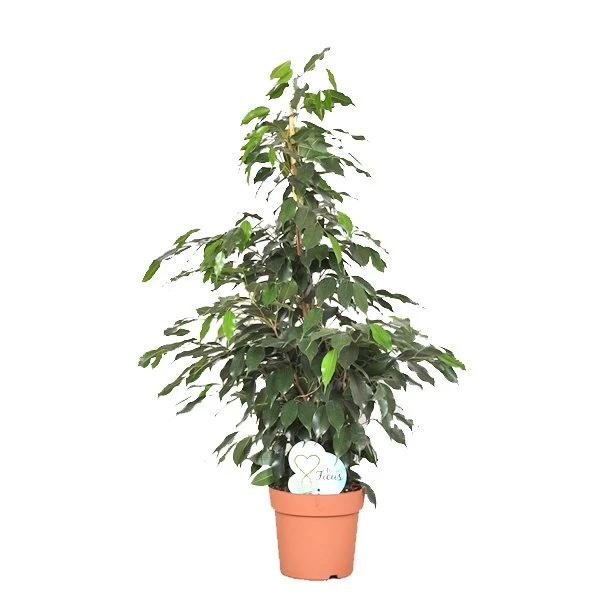 Ficus Benjamina Daniëlle, In 27cm-pot 140cm Hoog 1 Ficus Benjamina Daniëlle, In 27cm-pot 140cm Hoog