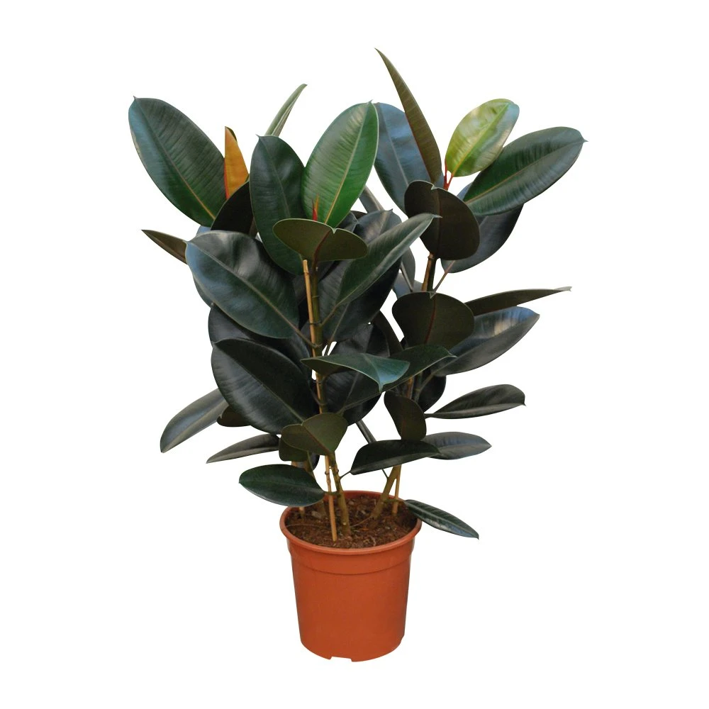Ficus Elastica 'Robusta', In 27cm-pot 100cm Hoog 1 Ficus Elastica 'Robusta', In 27cm-pot 100cm Hoog