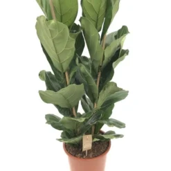 Ficus Lyrata, In 34cm-pot 140cm Hoog