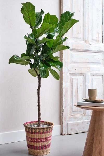 Ficus Lyrata, In 27cm-pot 2 Ficus Lyrata, In 27cm-pot - Afbeelding 2