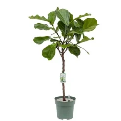 Ficus Lyrata, In 27cm-pot