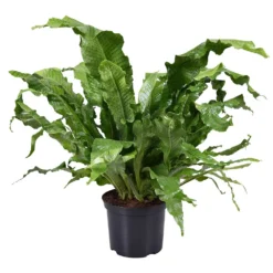 Krokodillenvaren (Microsorum Crocodyllus), In 23cm-pot