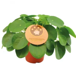 Pannekoekplant, In 15cm-pot