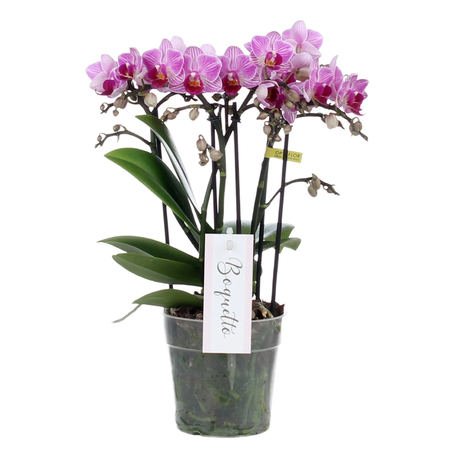 Phalaenopsis Boquetto Delight 3 Tak, Minimaal 30 Bloem 1 Phalaenopsis Boquetto Delight 3 Tak, Minimaal 30 Bloem