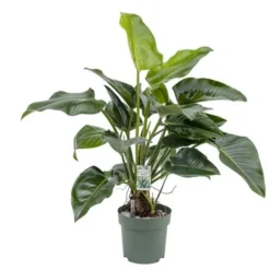 Philodendron Green Beauty, In 27cm-pot