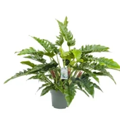 Philodendron Rambo, In 27cm-pot
