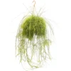 Rotskoraal (Rhipsalis Cassutha), In 21cm-hangpot