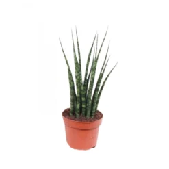 Sansevieria Mikado, In 14cm-pot
