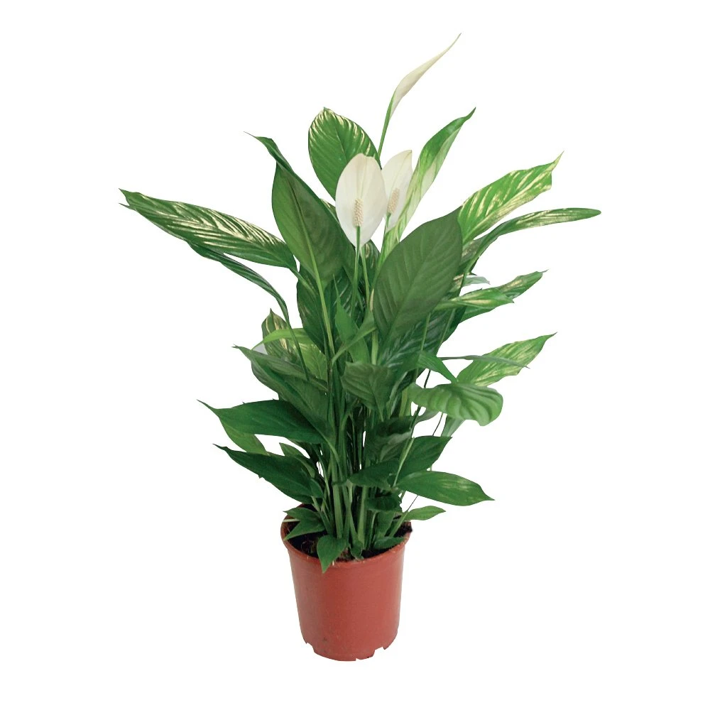 Spathiphyllum Sweet Sebastiano, In 24cm-pot 1 Spathiphyllum Sweet Sebastiano, In 24cm-pot