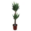 Yucca Elephantipes, In 24cm-pot 140cm Hoog